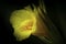 A macro closeup yellow canna lily flower