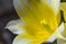 Macro Closeup of yellow Dutch Tulip of sort - BUTLIGHT- Stamen with Open Petals.