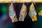 Macro closeup of yellow edged giant owl butterfly cocoons, Tropical insect specie, pupation cycle