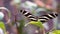 Macro closeup of a zebra longwing butterfly, tropical insect specie from America