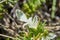 Macro Cluse up of Lacy Germander, Cut-leaf Germander, Dwarf Germander Teucrium laciniatum growing in the desert of