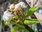 Macro of cluster of apple tree buds