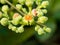 Macro cluster of cayratia japonica flowers 6