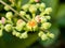 Macro cluster of cayratia japonica flowers 7