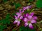 Macro of a cluster of purple flowers