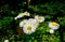 Macro of a cluster of small white flowers growing next to a pond