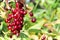 Macro of a cluster of wild red ripe chokecherries