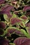 Macro of a coleus bush