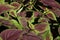 Macro of a coleus bush