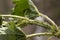 Macro, colony of green peach aphids