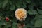 Macro color flowers isolated roses