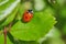macro color photo of a ladybird on green rose leaf