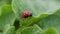 Macro colorado beetle bug eat potato leaf