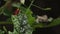 Macro of Colorado potato beetle, Leptinotarsa decemlineata larva eating fresh potato leaves