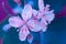 Macro colored pink blue closeup of nipplewort healing herb flowers on blurry background