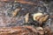 Macro of colorful multi-colored bright Caucasian mollusk slug of