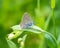 Macro of a common blue butterfly polyommatus icarus on a bladder campion bud silene vulgaris with blurred bokeh background