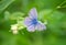 Macro of a common blue polyommatus icarus butterfly on a bladder campion bud silene vulgaris with blurred bokeh background