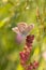 Macro of a common blue polyommatus icarus butterfly on a sorrel rumex acetosa with blurred bokeh background