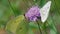 Macro of common brimstone (Gonepteryx rhamni) and green-veined white (Pieris napi) butterflies