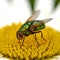 Macro of a common green bottle fly eating floral disc nectar on white Marguerite daisy flower. Closeup texture or detail