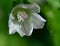 Macro common mallow malvia neglecta flower