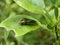 Macro of common mormon larva insect on green leaves