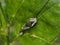 Macro of common mormon larva insect on green leaves