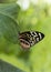 Macro Common Tiger Glassywing Butterfly