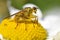 Macro of common yellow dung fly on daisy flower