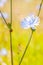 Macro composition of red black ladybug crawling on stem, small Hoverfly flying near the blooming blue Cichorium flower