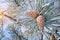 Macro of cone spruce