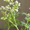 Macro Coriandrum Sativum Cilantro flowers