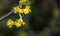 Macro cornelian cherry blossom Cornus mas, European cornel, dogwood in early spring. Yellow flowers on gray blurred