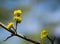 Macro cornelian cherry blossom Cornus mas, European cornel, dogwood in early spring. Yellow flowers on gray blurred