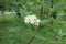 Macro of corymb of white flowers of Sorbus aria in May