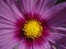 Macro cosmos flower