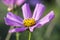 Macro cosmos flower