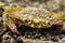 Macro of a crab covered with moss on a rock