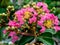 Macro crape myrtle tree flowers and buds