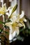 Macro cream lilies.A symbol of relaxation and beauty. Relaxation