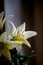 Macro cream lilies.A symbol of relaxation and beauty. Relaxation