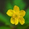 Macro of creeping buttercup flower