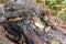 Macro creeping colony of Caucasian mollusk slug forest Arion ate