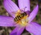 Macro Crocus flower