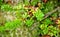 Macro crowberry Empetrum nigrum at summer and sunny weather green background