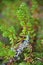 Macro crowberry Empetrum nigrum at summer and sunny weather green background