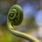 Macro of curly budding fern leaf in the rainforest of malaysia