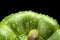 Macro cut shot of green bell pepper background with water drops