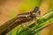 Macro Damselfly Eyes